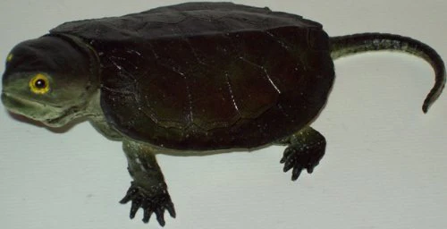 Mamejo 7″ Snapping Baby Turtle Toy Figure