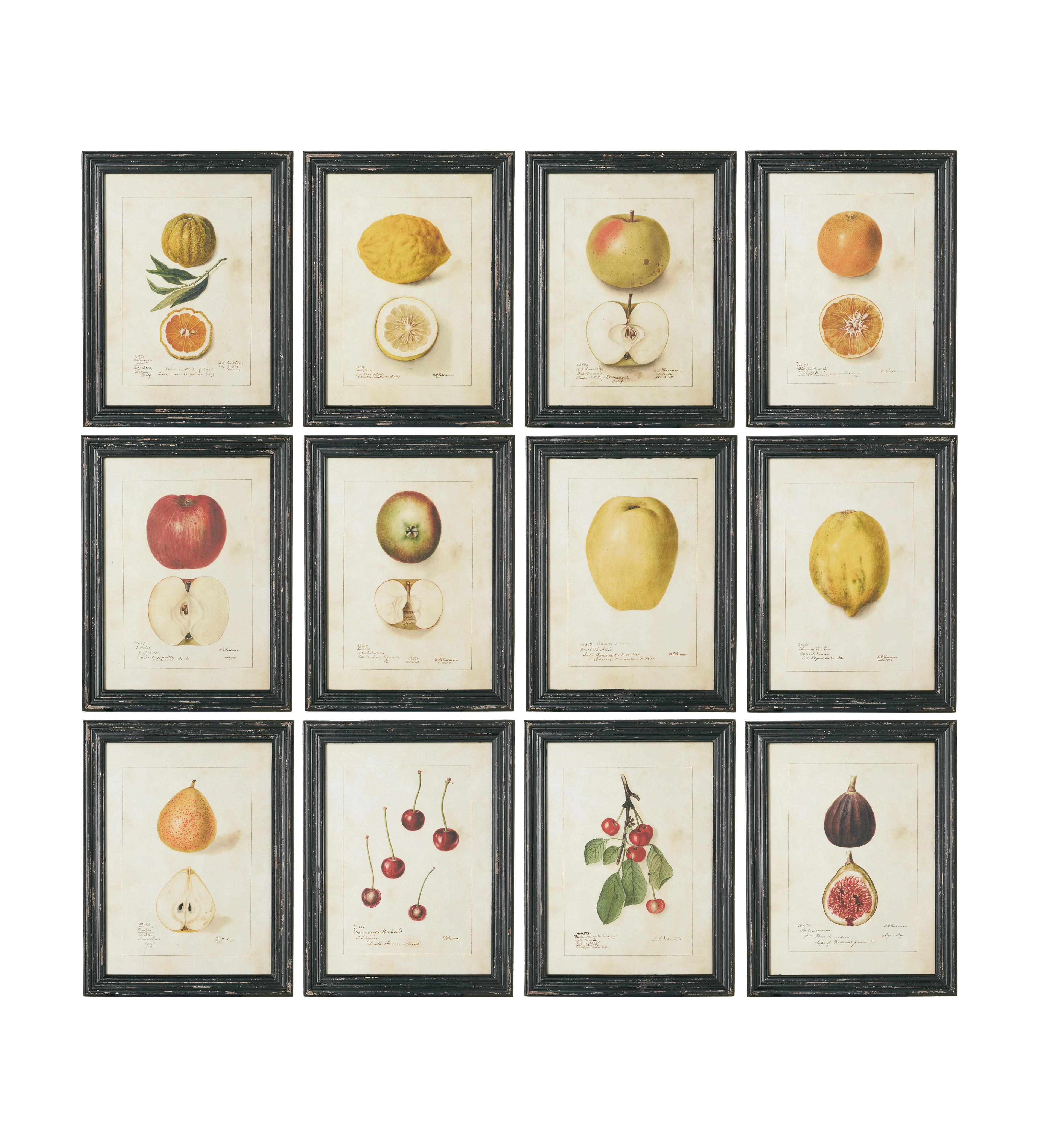 Anatomical Fruit Framed Prints – Set of Twelve – Black