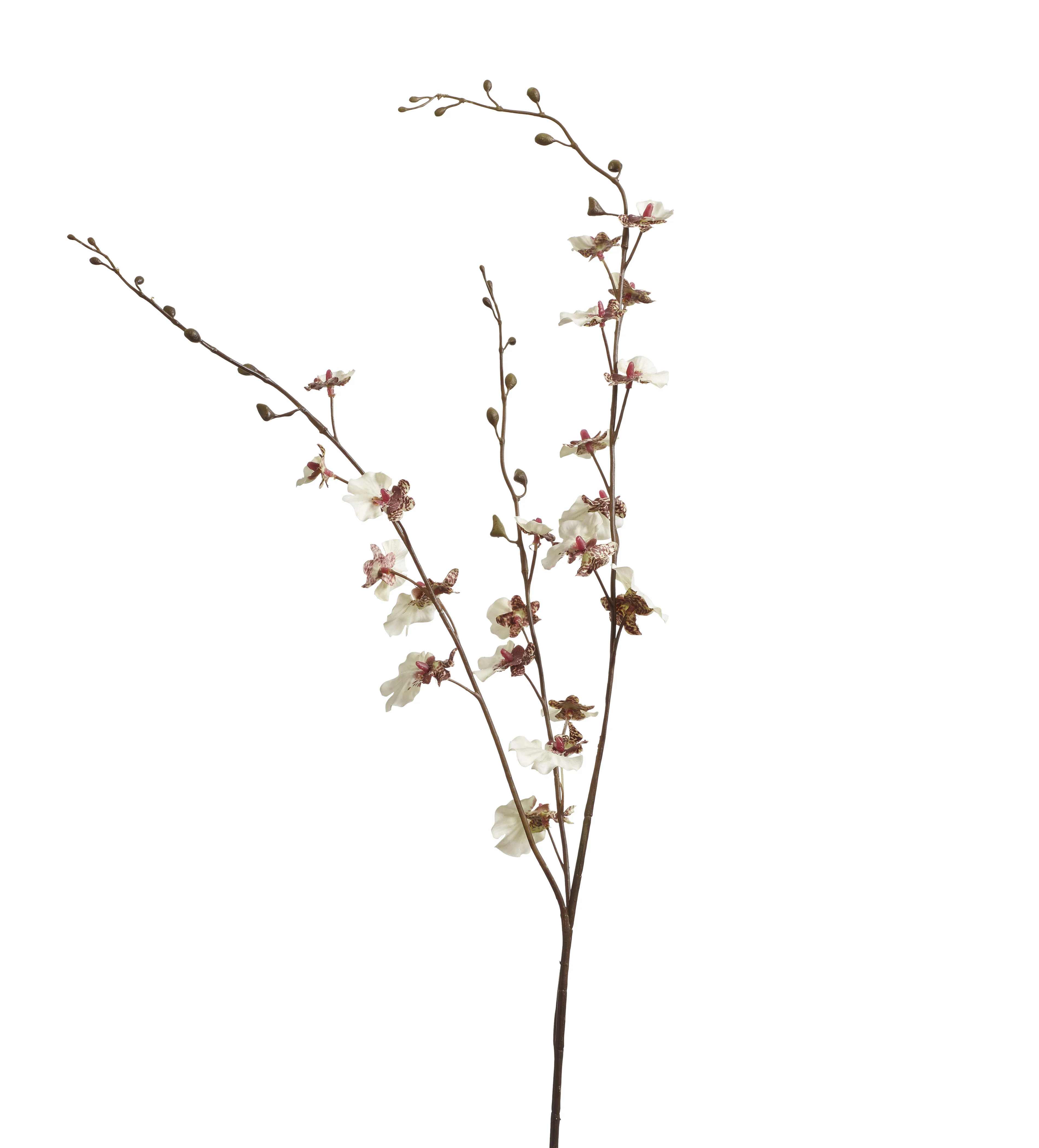 Dancing Orchid Stem – Cream