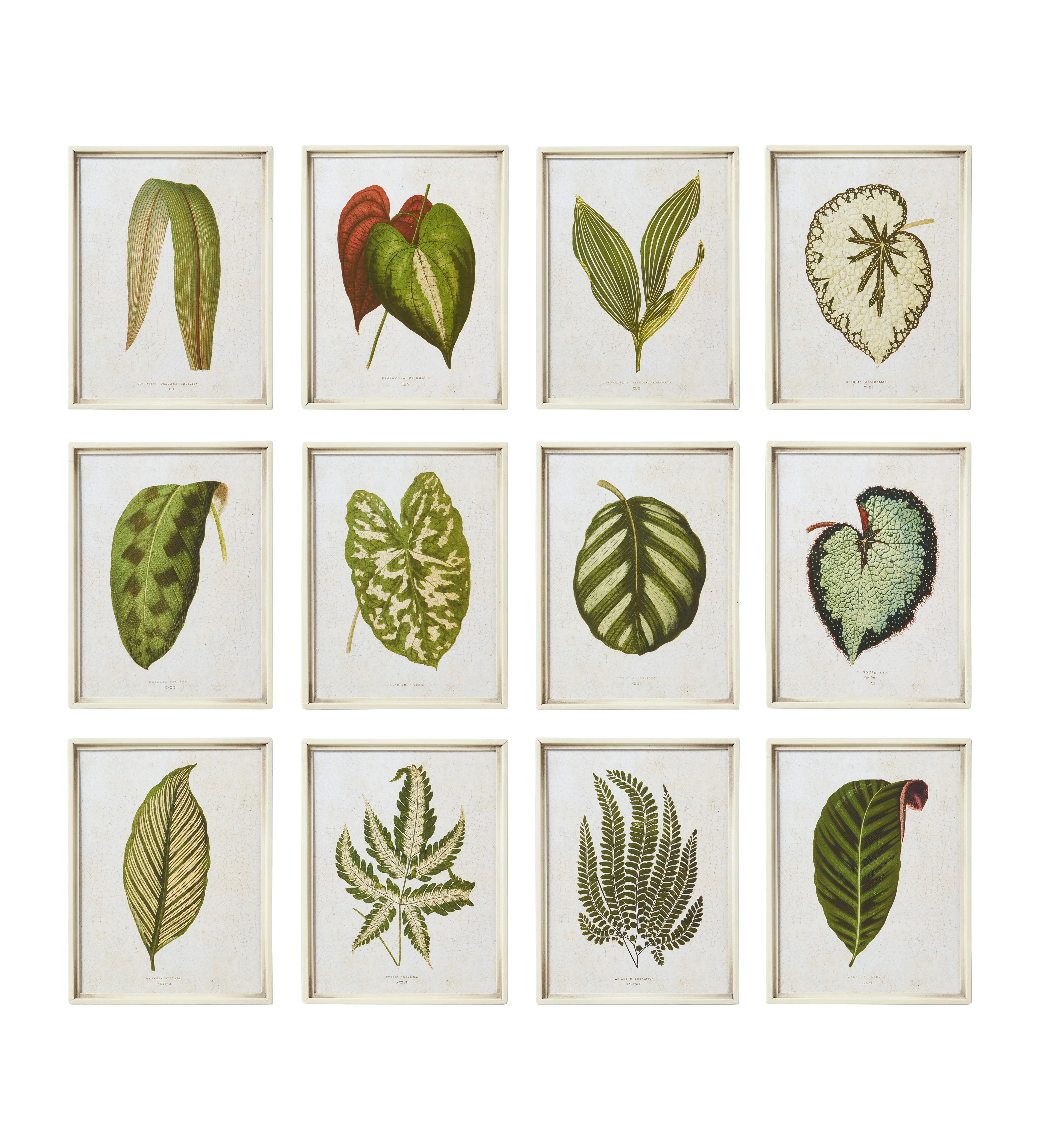 Exotic Leaf Prints – Set of Twelve – Green