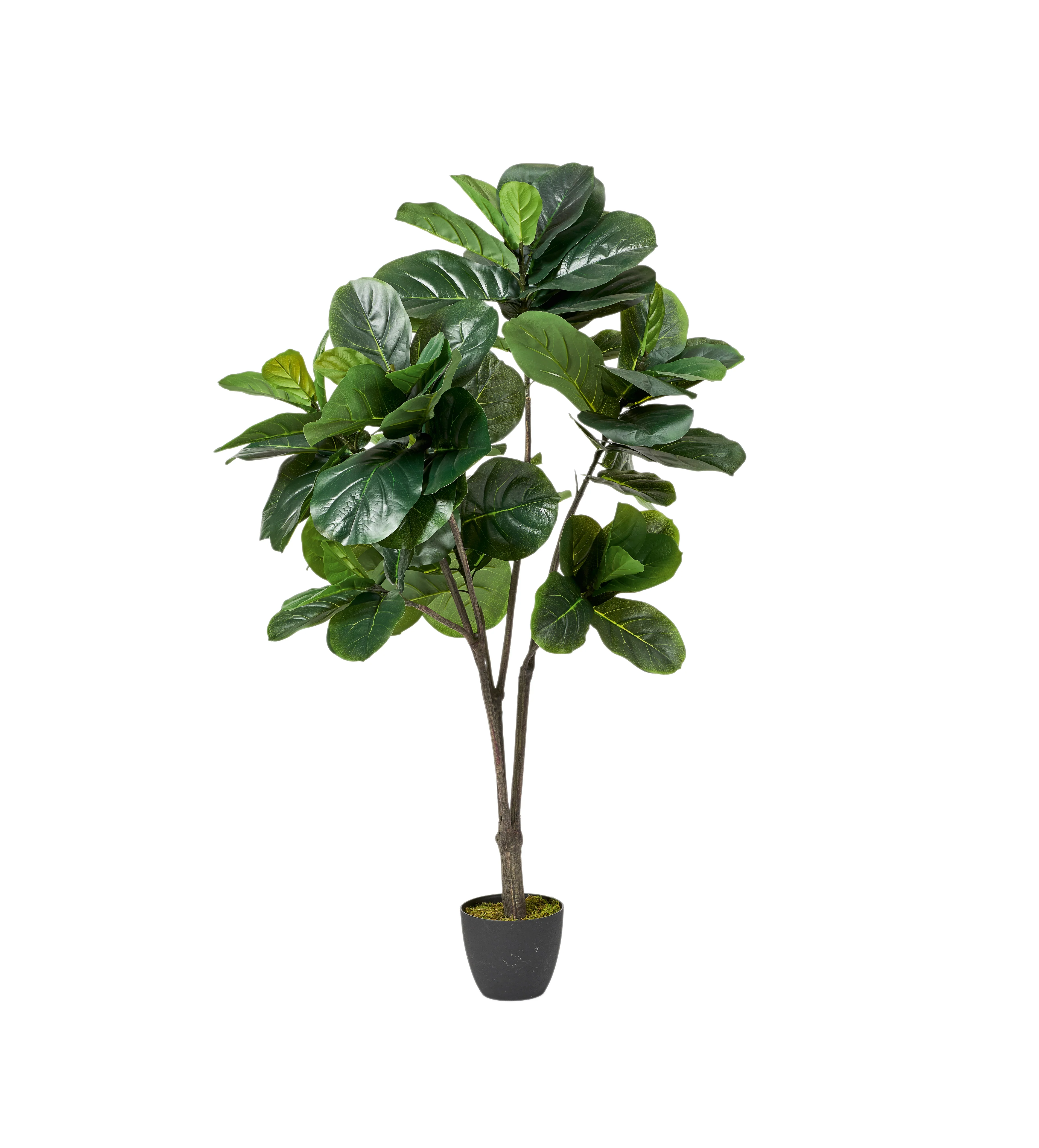 Faux Fiddle Plant – Medium – Green