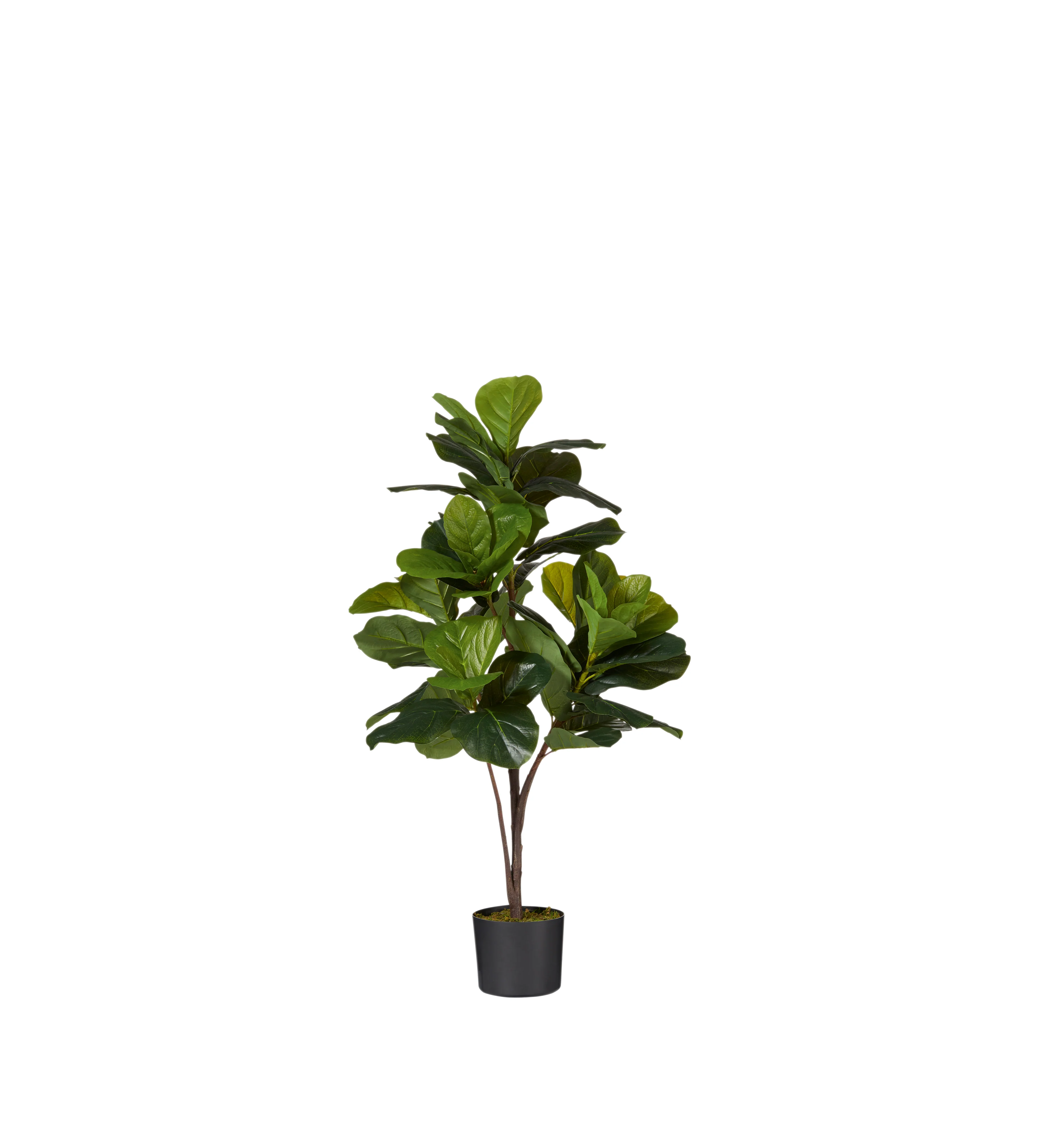 Faux Fiddle Plant – Small – Green