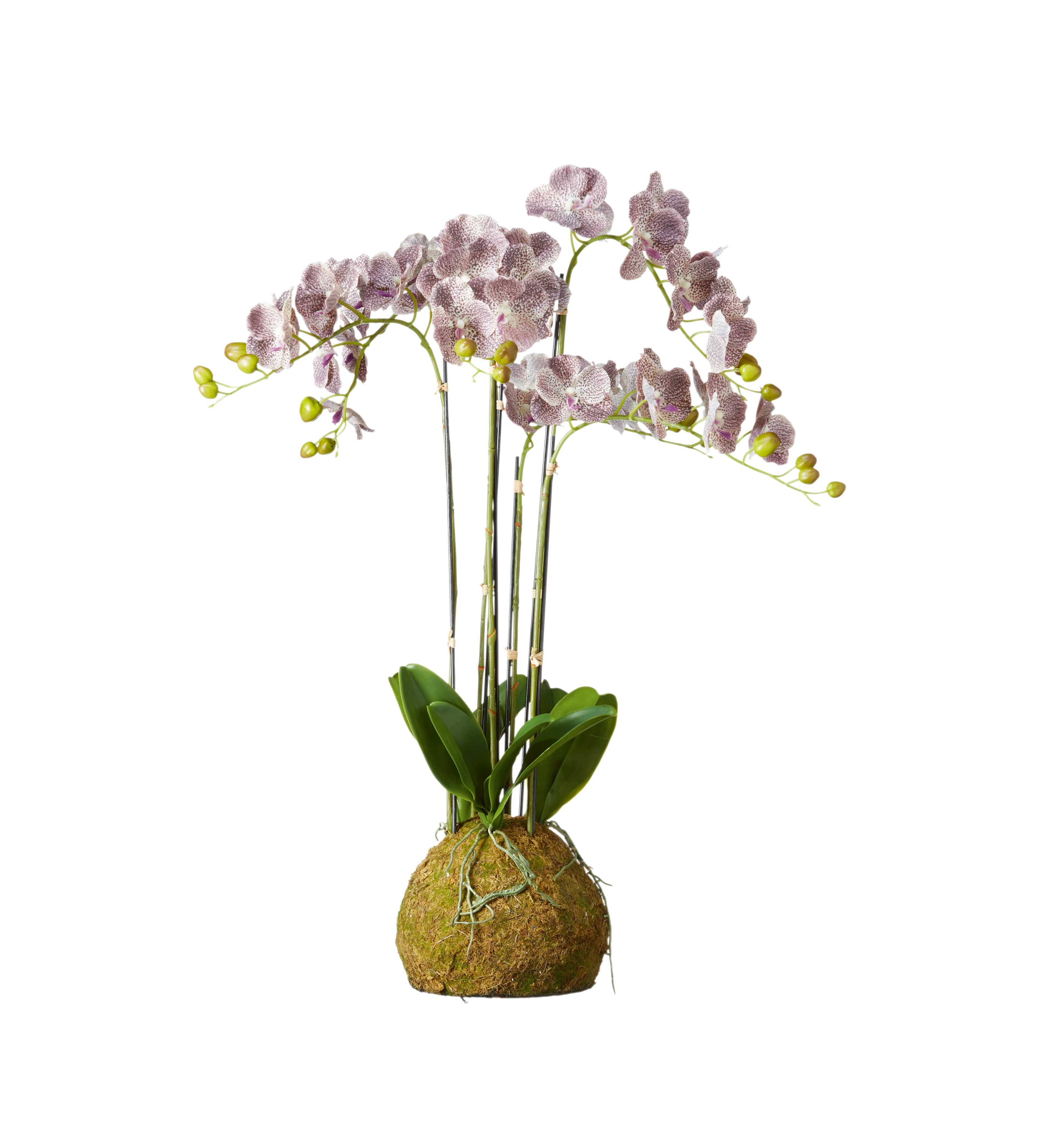 Faux Planted Phalaenopsis Gigantea Orchid – Large – Purple