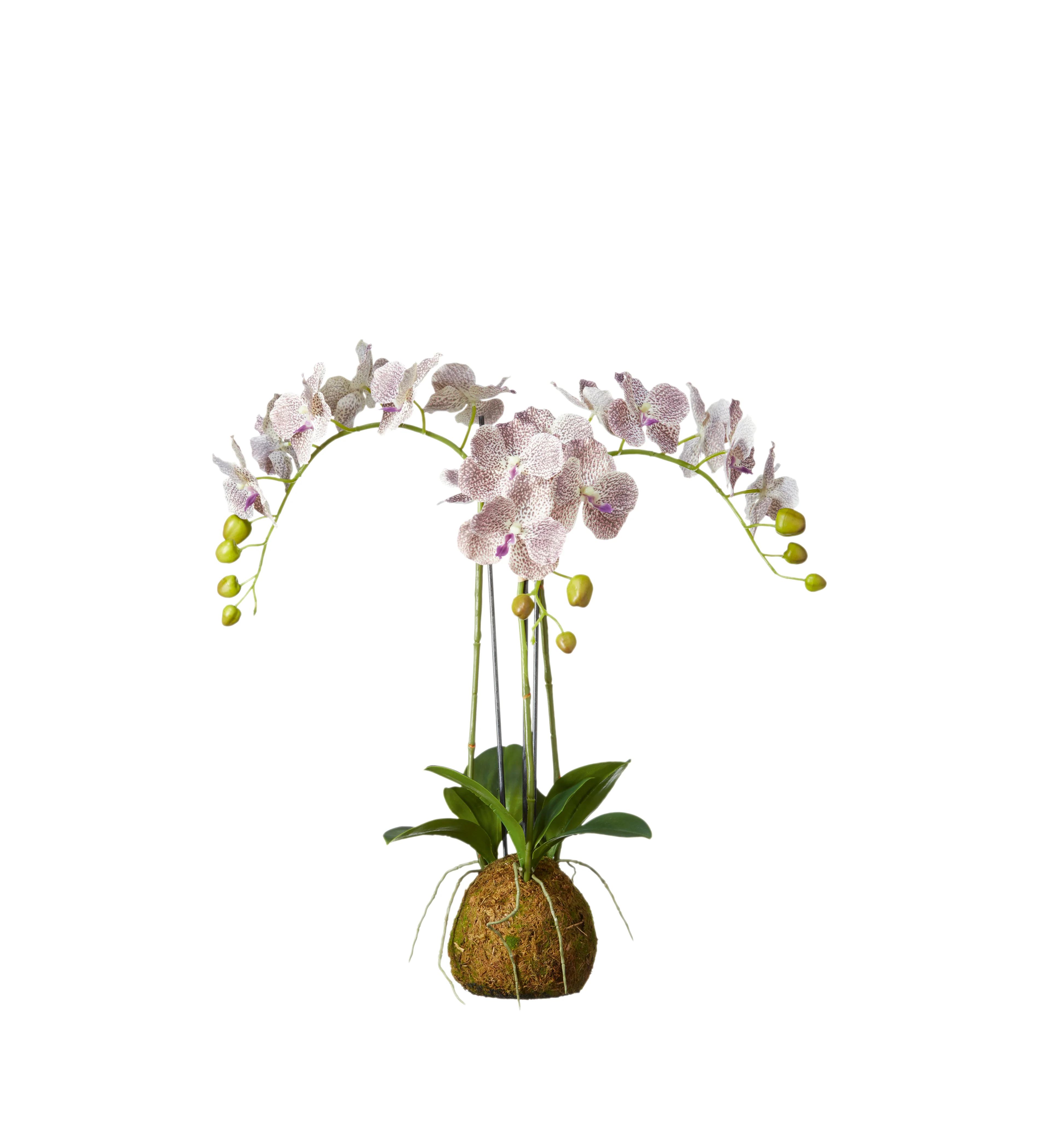Faux Planted Phalaenopsis Gigantea Orchid – Small – Purple