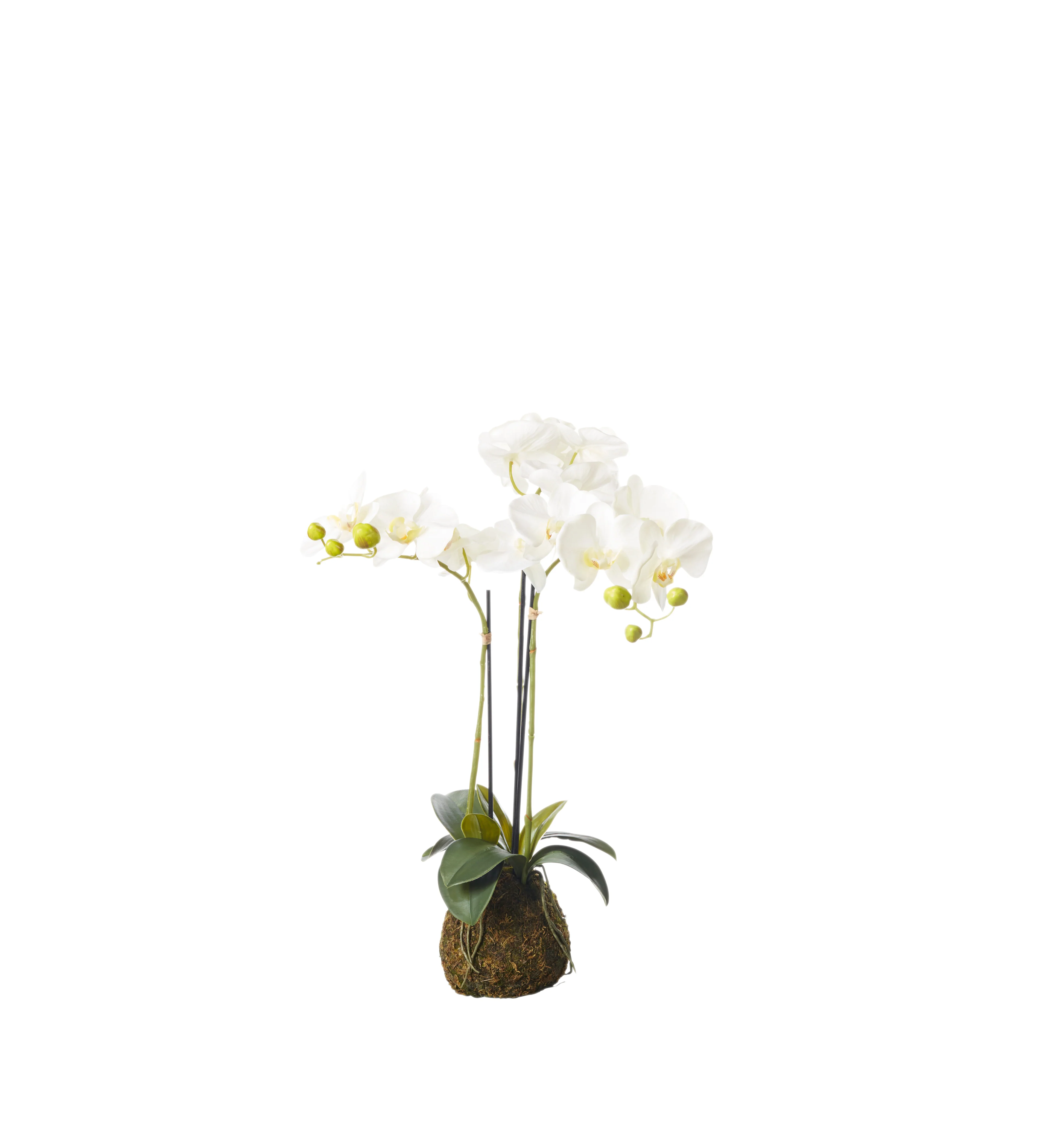 Faux Planted Phalaenopsis Orchid – Small – White