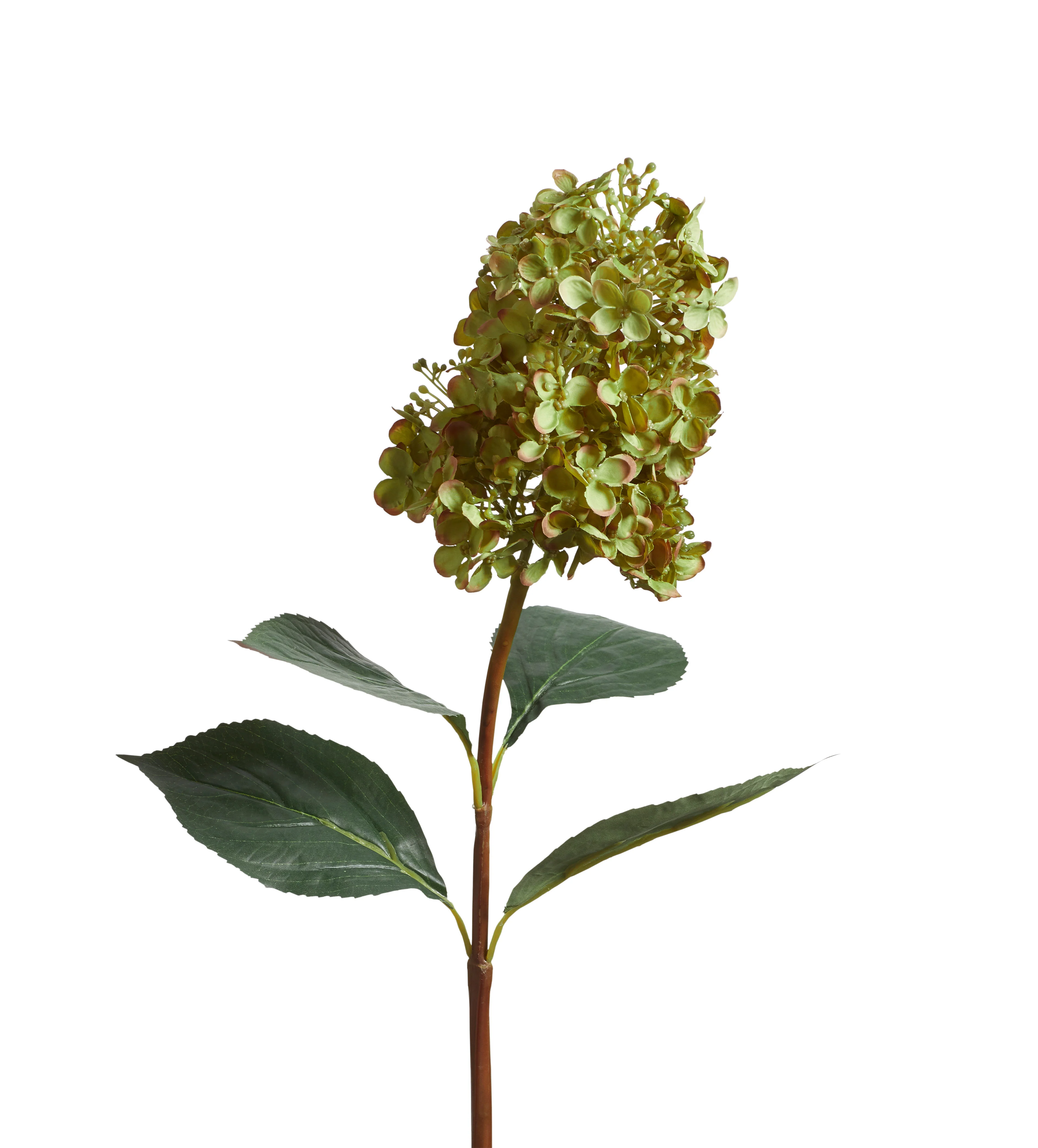 Hydrangea Paniculata Stem – Green