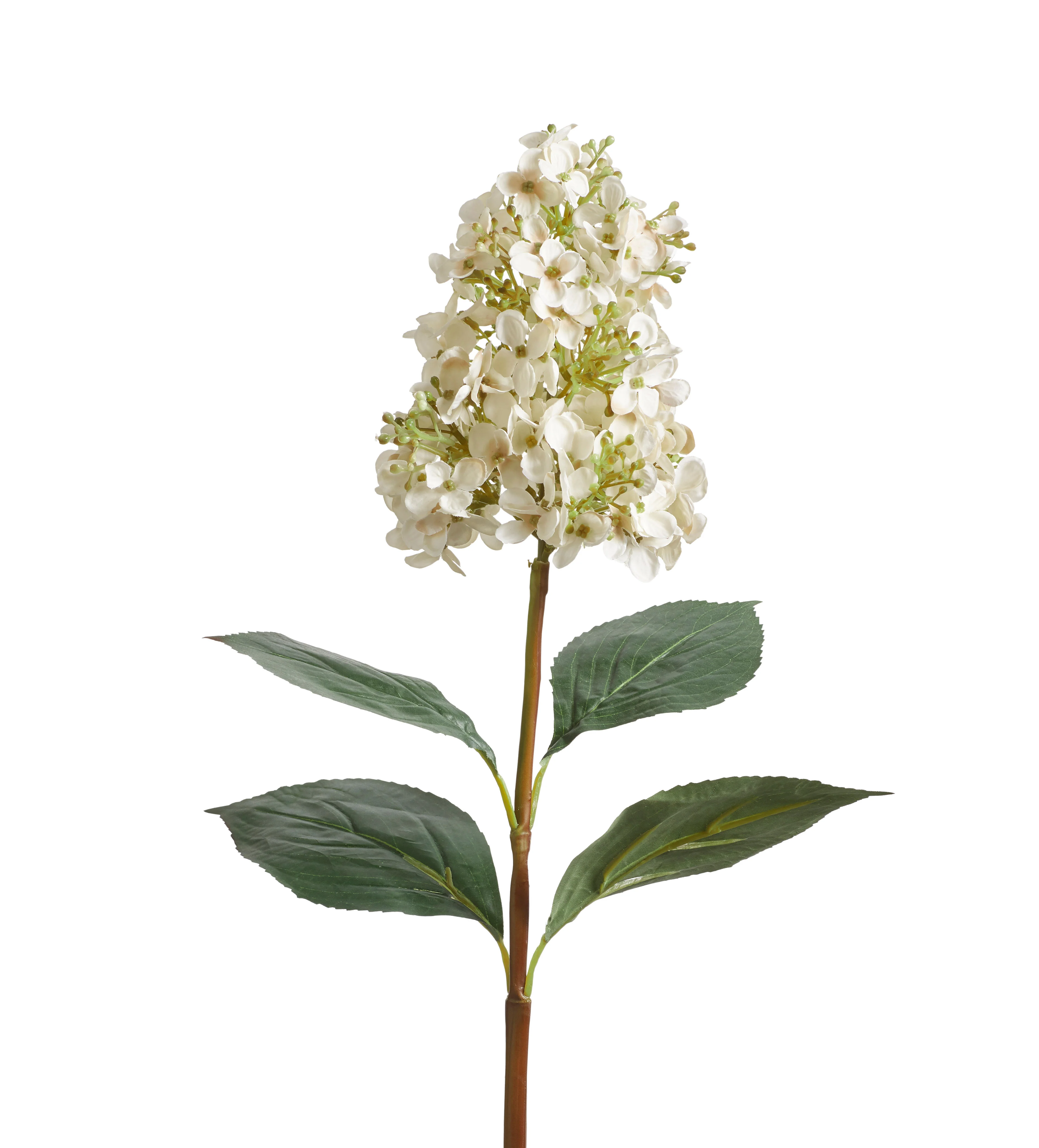 Hydrangea Paniculata Stem – White
