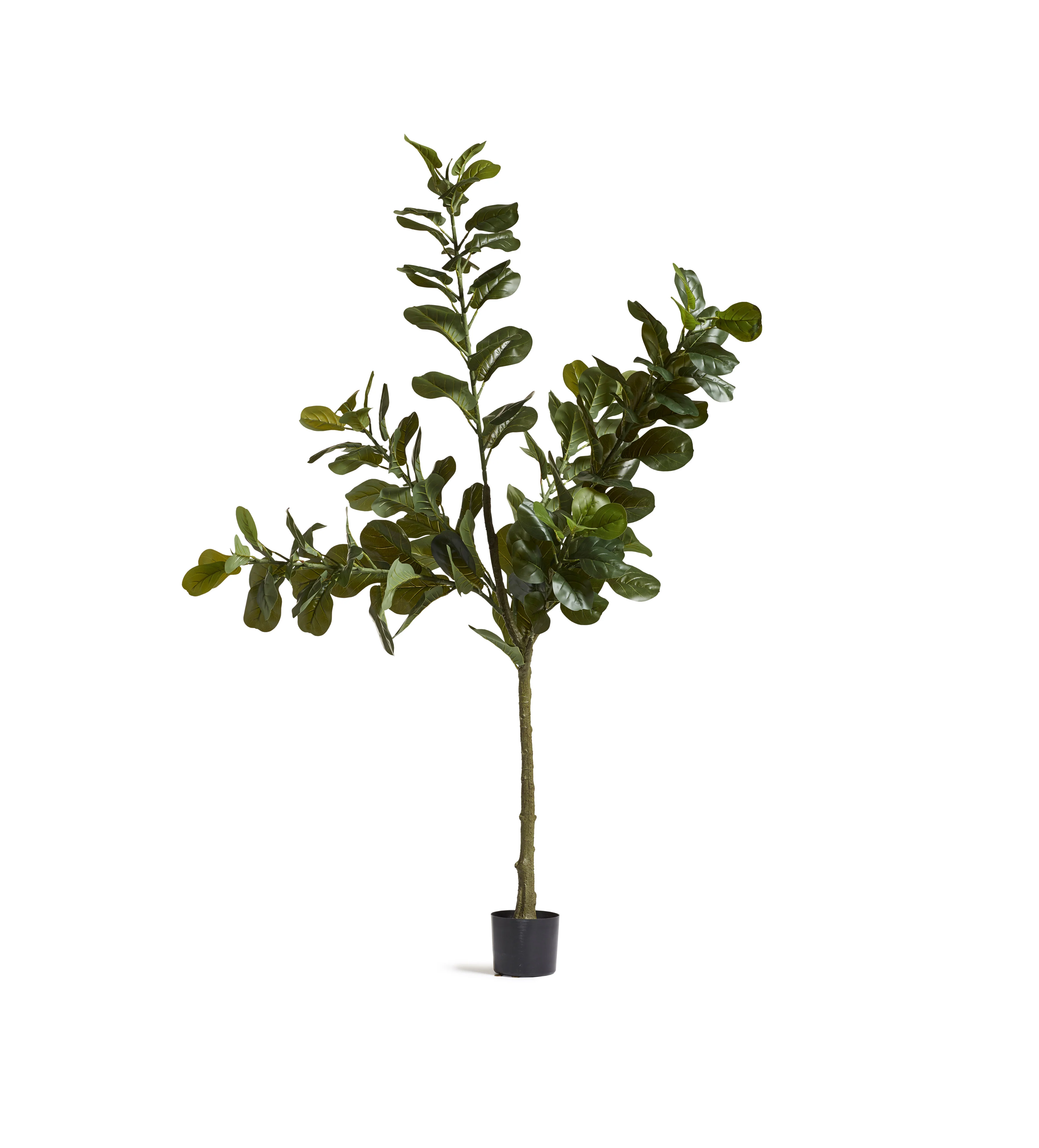 Faux Fiddle Plant – Large – Green