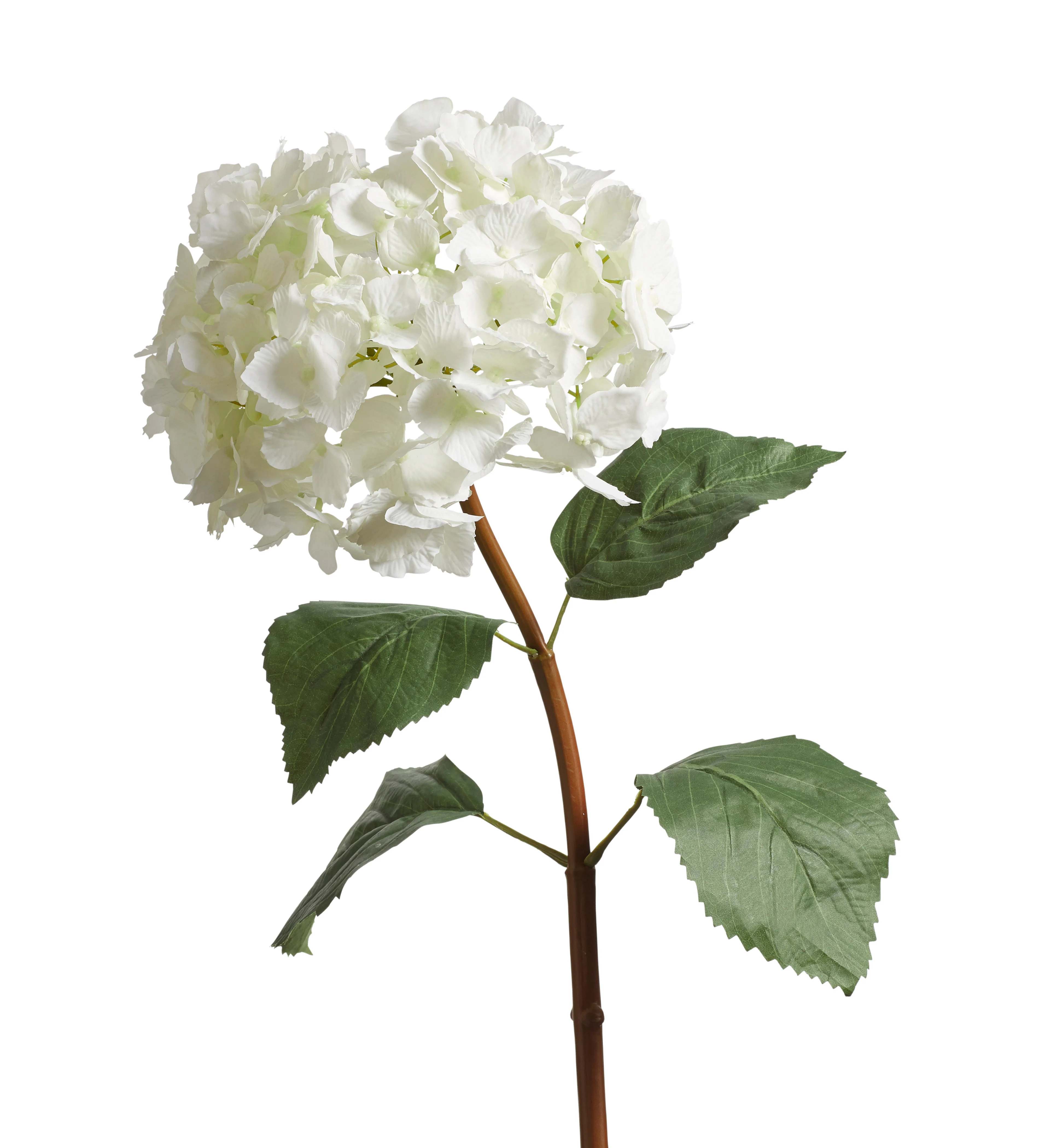 Mophead Hydrangea Stem – White