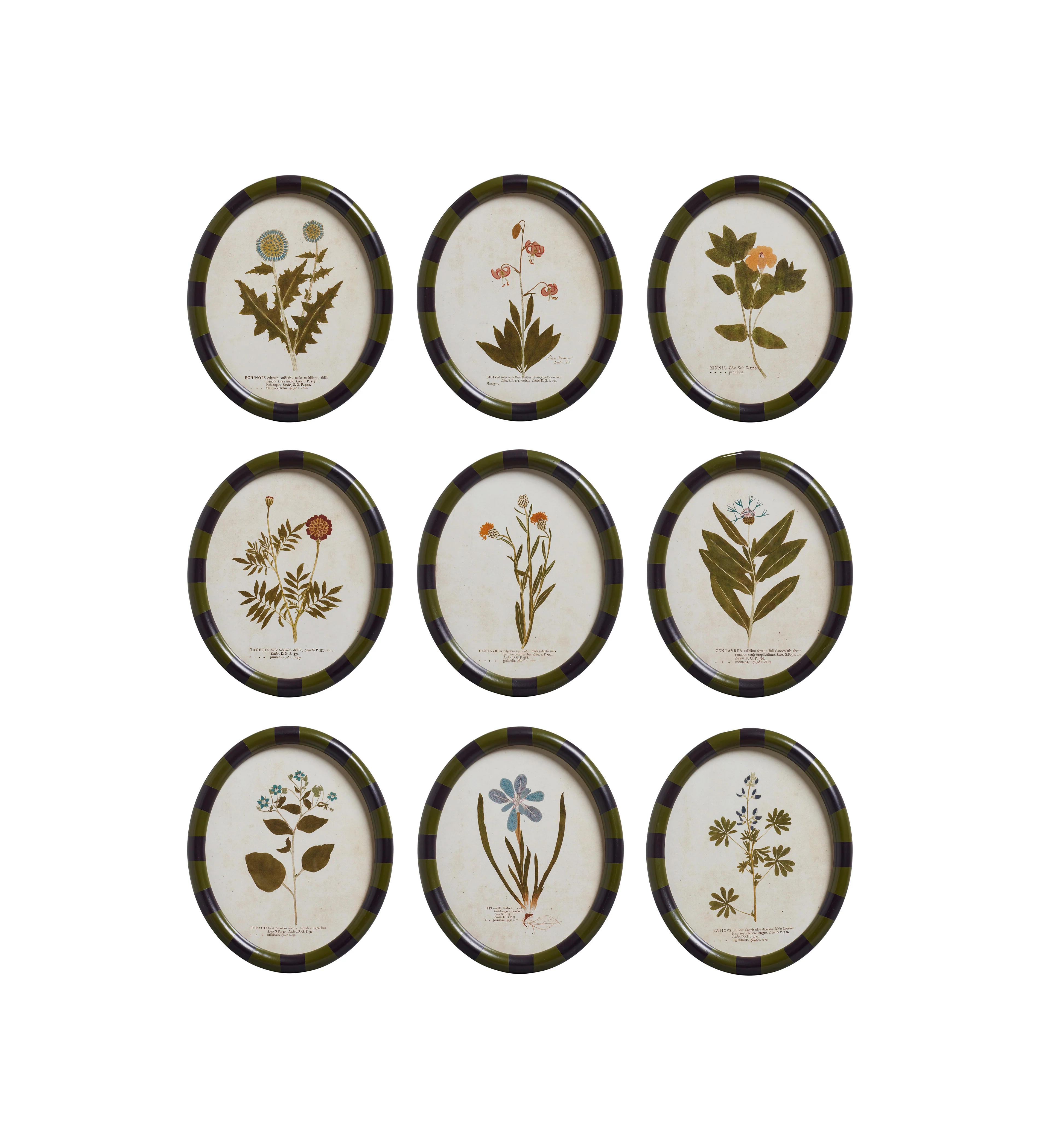 Ovalis Framed Floral Prints – Set of Nine – Multi
