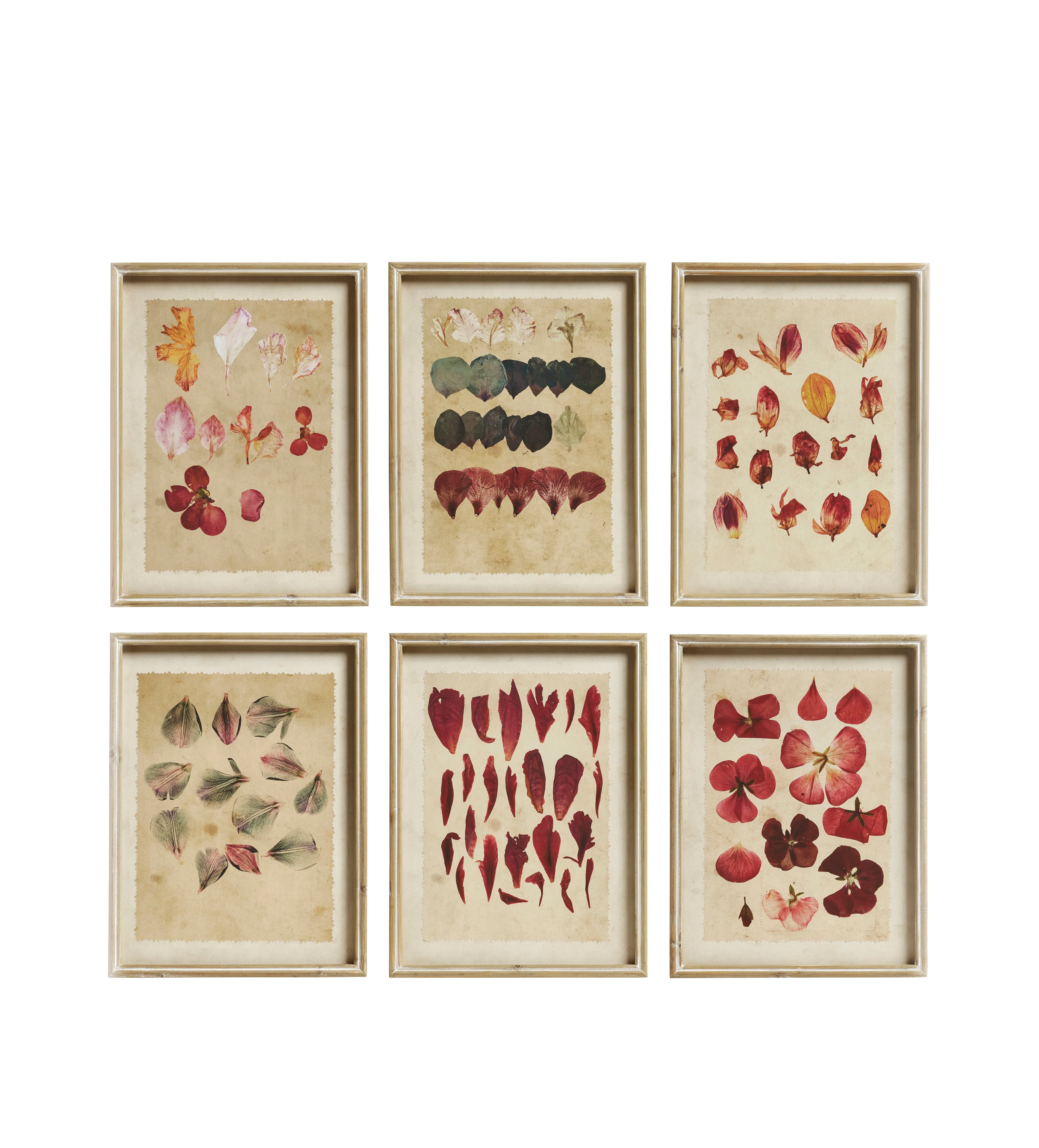 Patimeno Framed Petal Prints – Set of Six – Multi