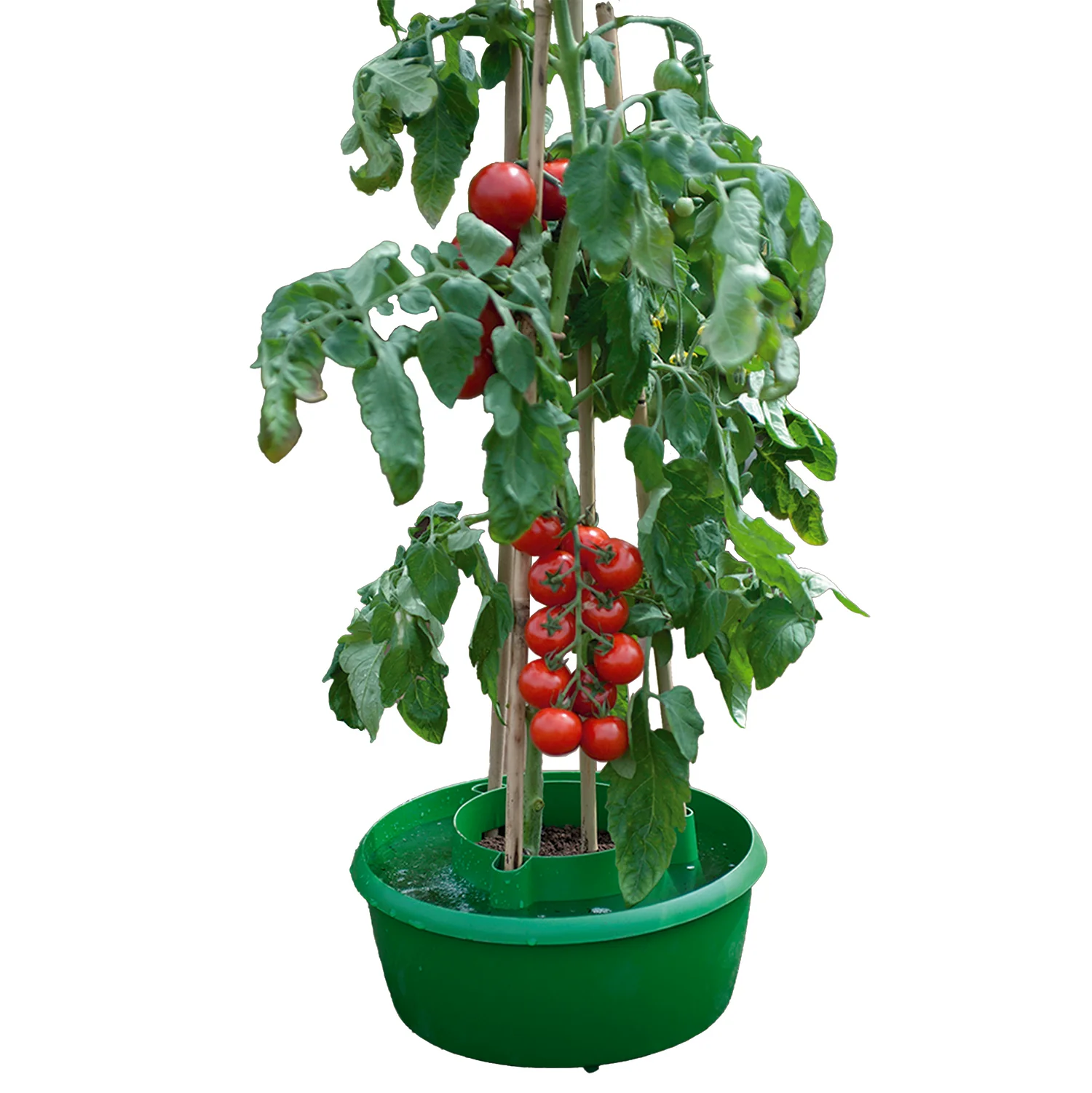 Green Plant Halos 3pk