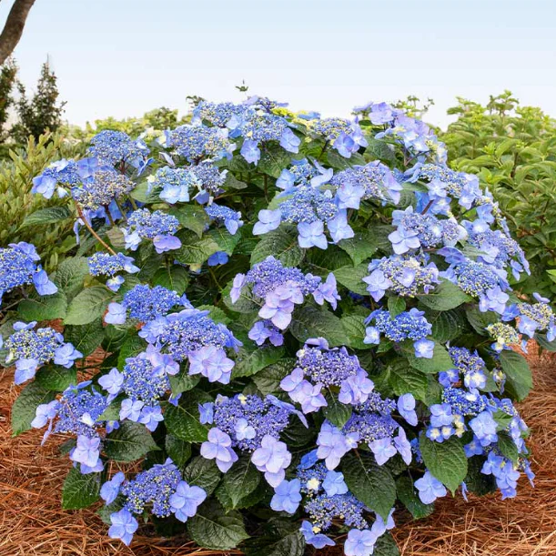 Pop Star® Reblooming Hydrangea (Hydrangea macrophylla ‘Pop Star’) – 3 gallon