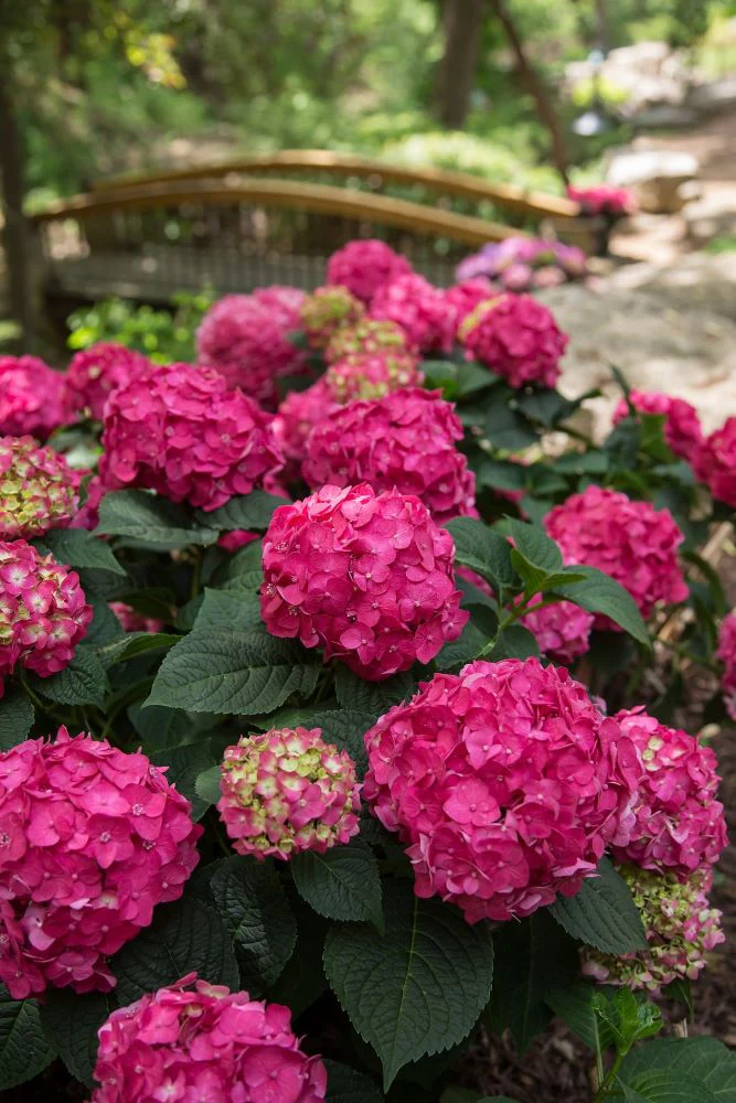 Summer Crush® Reblooming Hydrangea (Hydrangea macrophylla ‘Summer Crush’) – 2 gallon