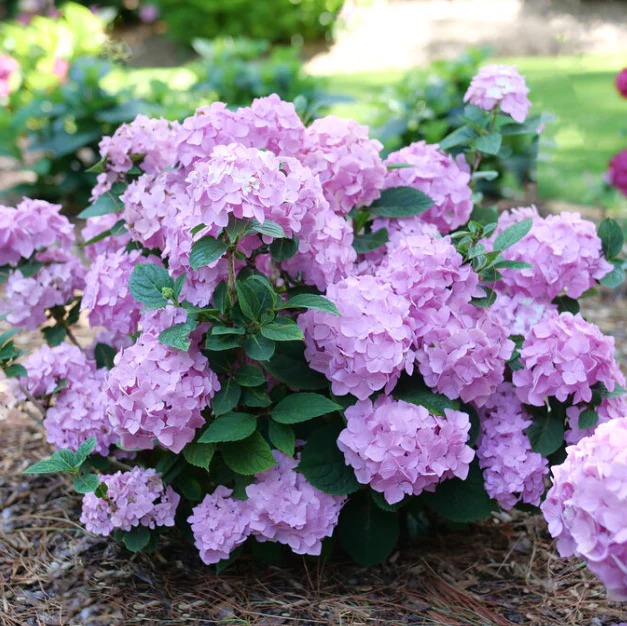 Let’s Dance Sky View® Reblooming Hydrangea (Hydrangea macrophylla ‘Lets Dance Sky View’) – 3 gallon