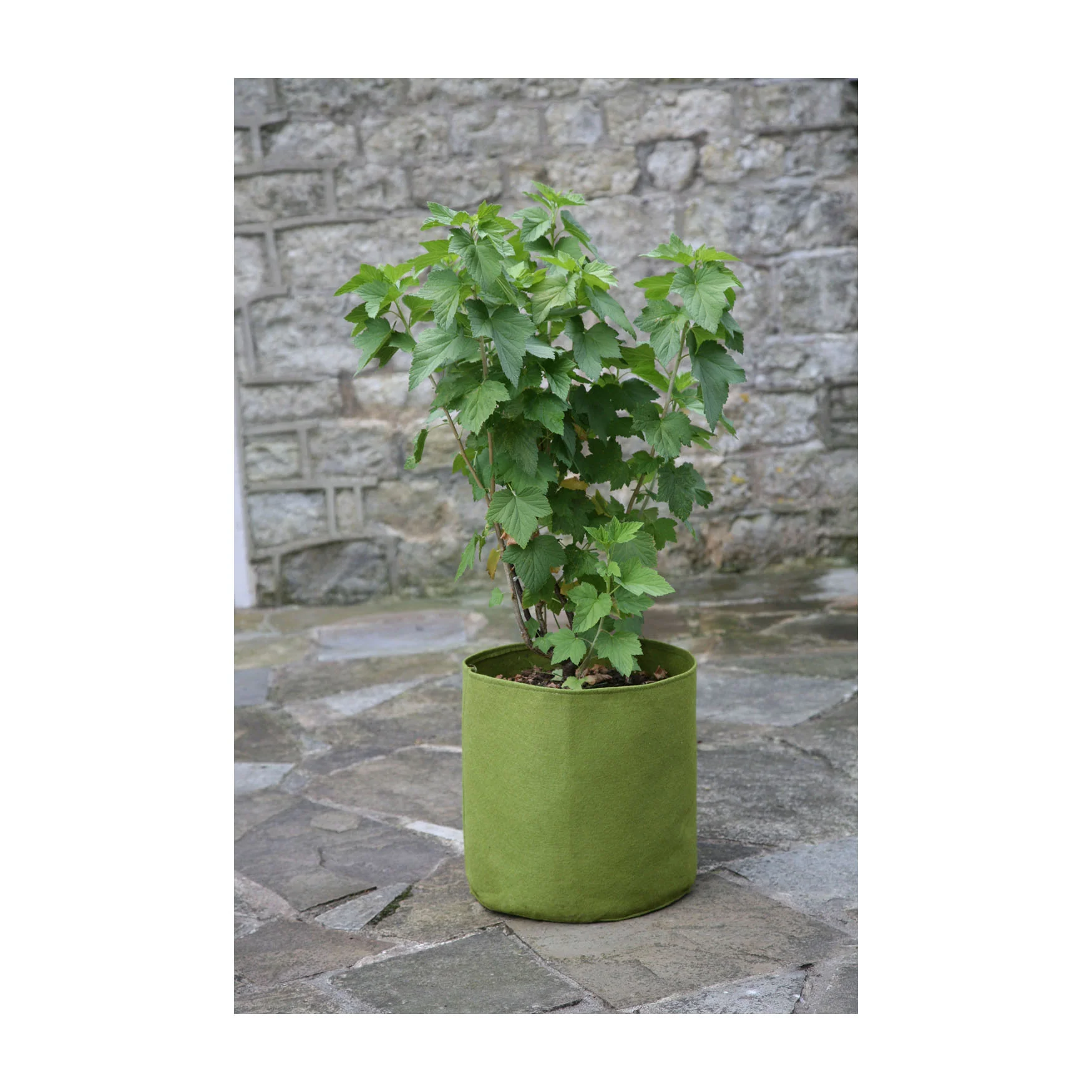 5.3 Gal Vigoroot Pots 3pk