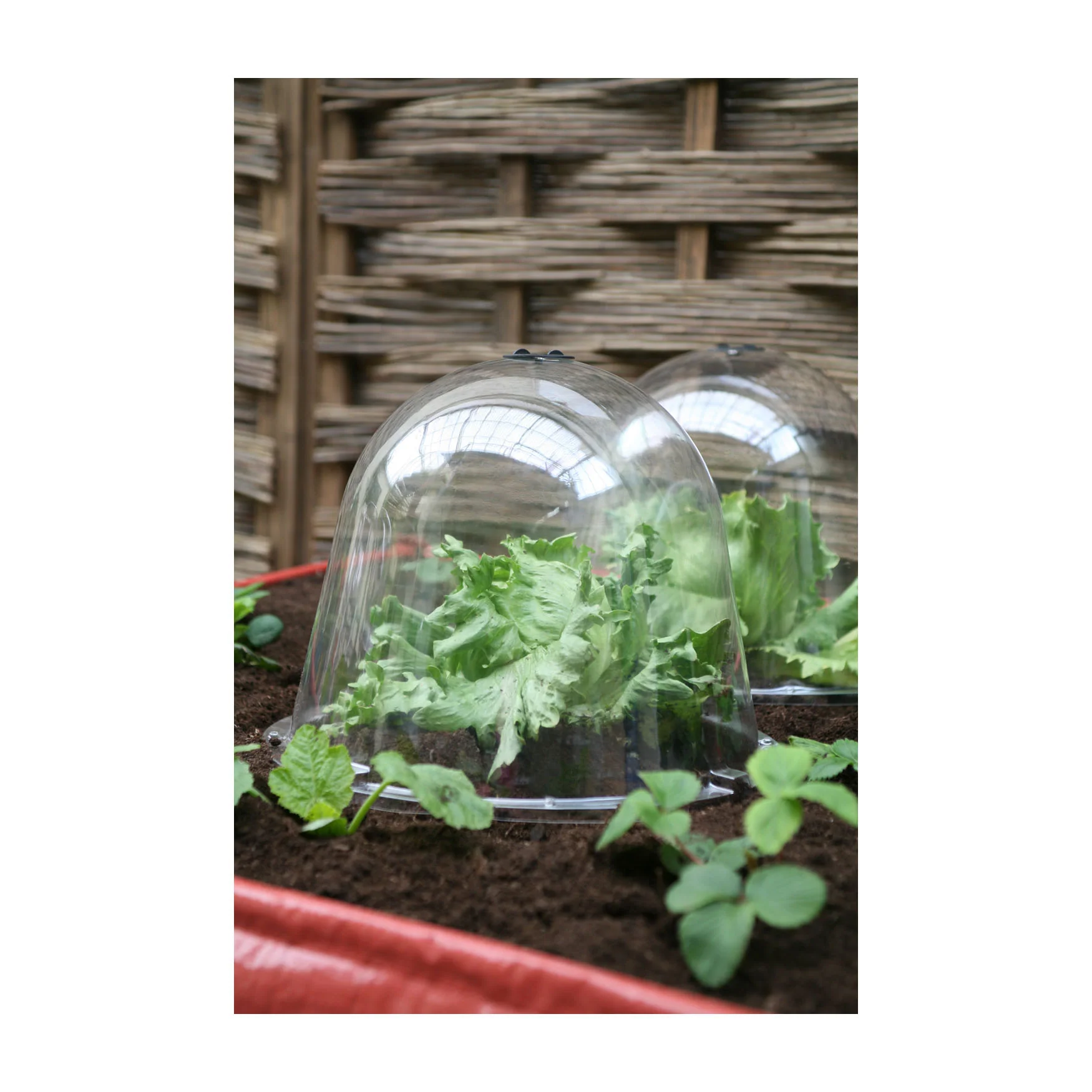 King Size Bells 2pk