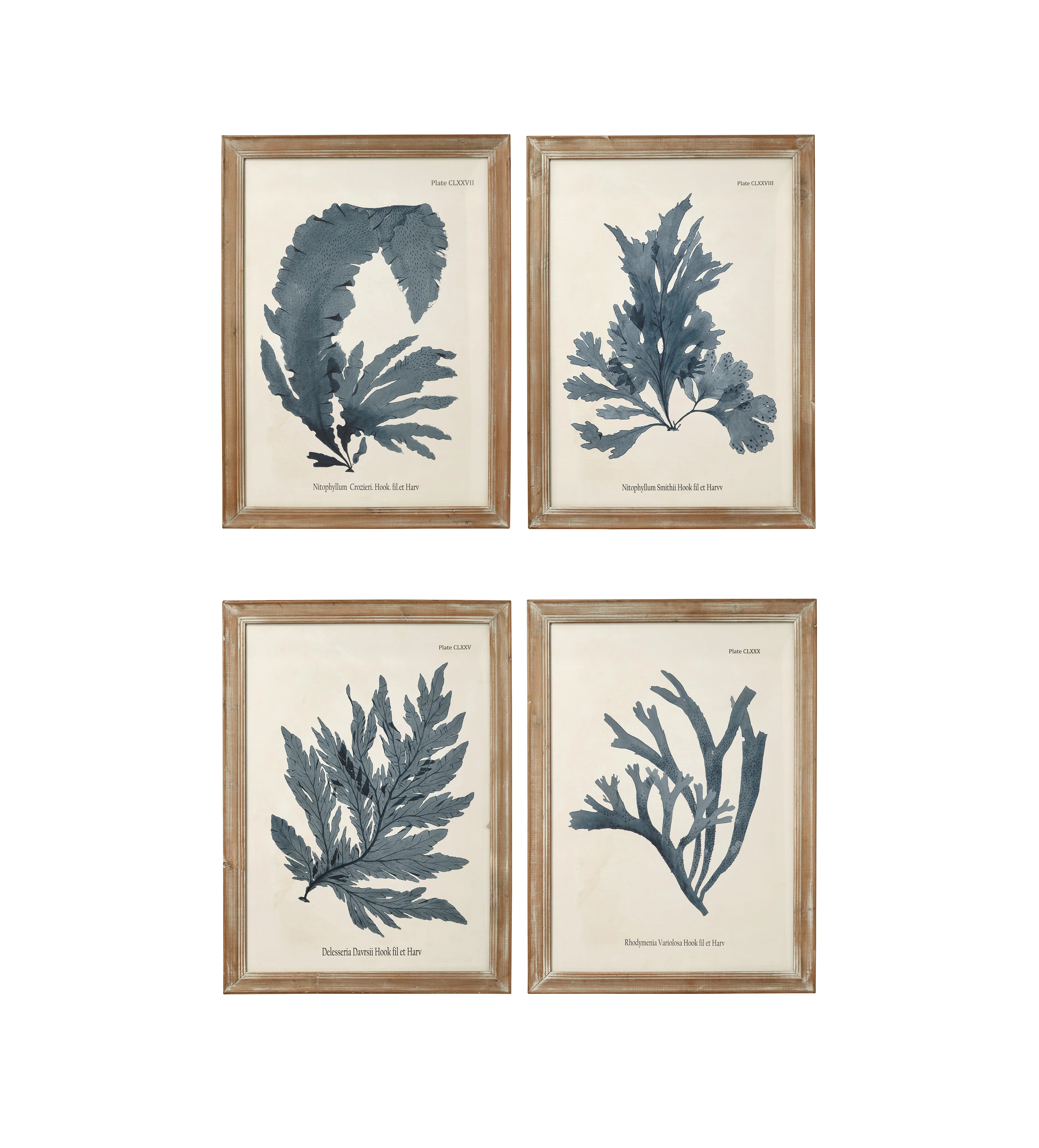 Seaweed Framed Prints – Set of Four – Multi
