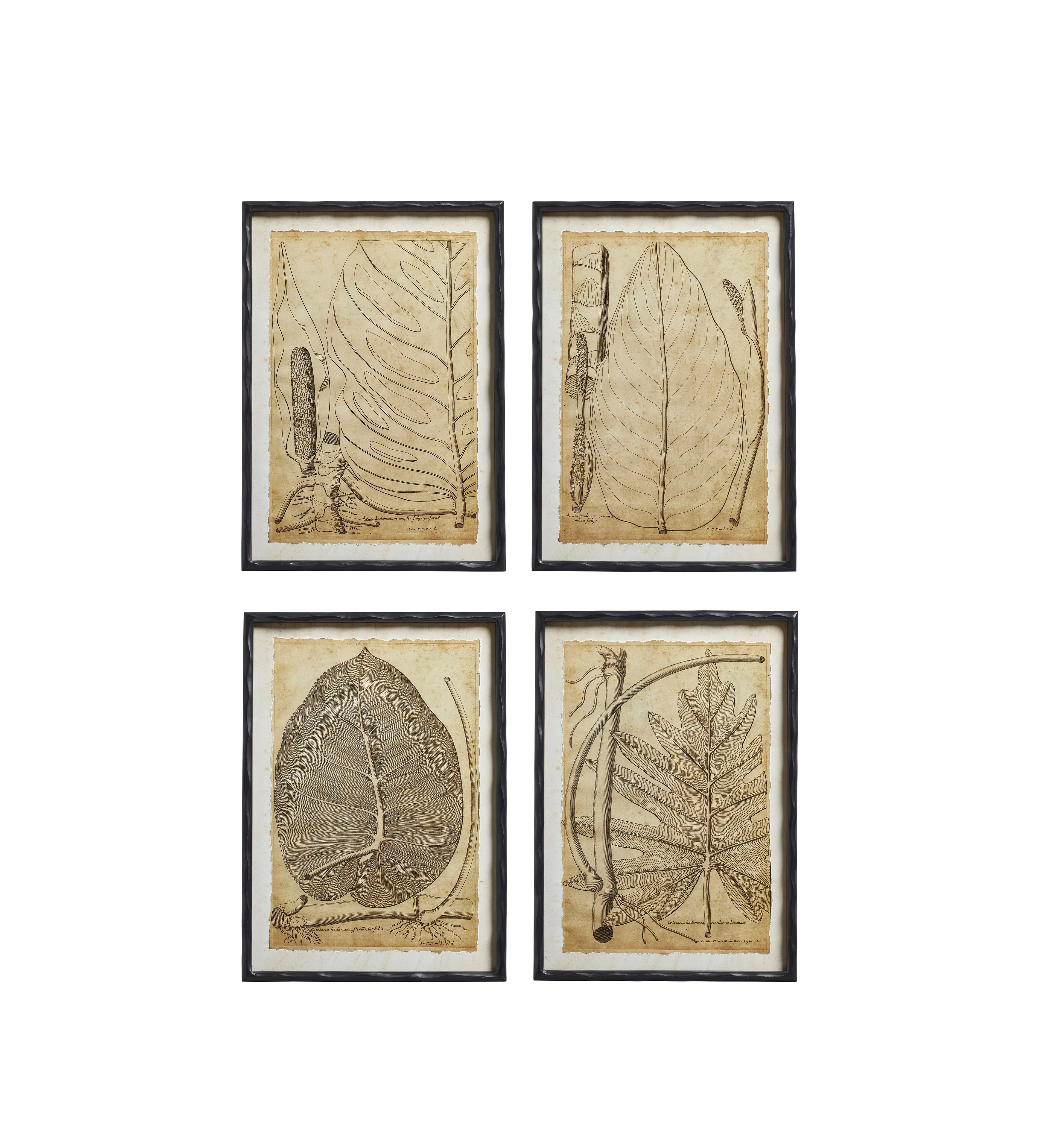 Basilius Framed Leaf Prints – Set of Four – Natural